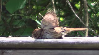 Song Sparrow Sunbathing HQ HD