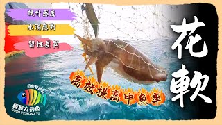 【EP45 花軟中級班】有效提高中魚率~ 水濁木蝦怎麼選~ …By 釣魚輕鬆玩 feat. 公主168  #船釣 #軟絲 #木蝦