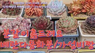 분갈이흙드려요/베란다화분/가성비짱화분 이화랜드010-3339-2461 나는농부다282회출연 MBC생방송오늘저녁2222회출연