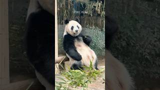 예쁘게 앉아서 식사중인 아이바오🌿🧡 평범한 이 모습도 너무나 소중하고 예쁘단다..🐼🥹 #아이바오#루이바오#후이바오#바오패밀리