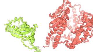 Yeni koronavirüs SARS-CoV-2, normal hücrelerdeki ACE2 reseptörüne işte bu şekild