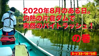 【トップウォーターバスフィッシング】真夏の片倉ダム。突然のバイトラッシュ！の巻