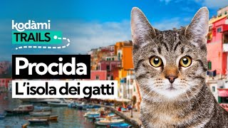 Procida, l'isola dei gatti