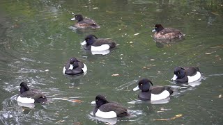 キンクロハジロ♂６羽、♀２羽 tufted ducks　#妙正寺川の野鳥