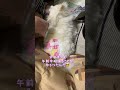 【ポメラニアン】 パパの羊さんカットから実家で可愛く変身したアルトくんです✨️ 愛犬 ポメラニアンのいる暮らし