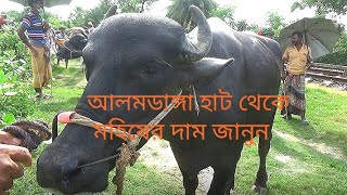 আলমডাঙ্গা হাট থেকে মহিষের দাম জানুন ও মহিষ কিনুন-Alamdanga is a big buffalo market Chuadanga