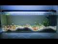 HOW TO SETUP A SHELL DWELLER TANK - Breeding Neolamprologus Multifaciatus