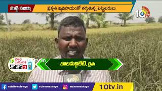 ప్ర‌కృతి విధానంలో ప‌లు వ‌రి ర‌కాలు సాగు | Paddy Cultivation Under Natural Process | Matti Manishi