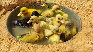 Duck Baby Swining In Water | Best moments with funny ducklings