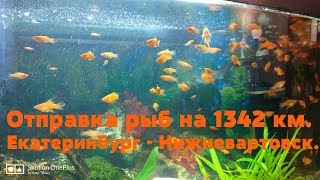 Отправка аквариумных рыбок из Екатеринбурга в Нижневартовск,  1342 км пути!!!