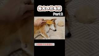 柴犬の換毛期Part１から２日後また沢山抜けました。それでも一般的な柴ちゃんと比べたら少ないのでしょうね。 #保護犬 #豆柴 #柴犬 #dog #何気ない瞬間を残したい #保護犬を家族に