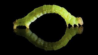 I FOR INCHWORM!|FUN FACTS ABOUT INCHWORMS!