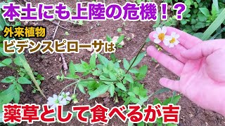 本土にも上陸の危機！？外来植物ビデンスピローサは薬草として食べるが吉