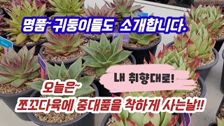 쪼꼬다육 명품다육 다나왔어요!! 중대사이즈  무조건1만원!! 내취향대로 단품구매💕