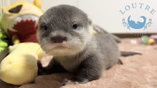 カワウソの赤ちゃんを呼んだら、走って来てくれる！