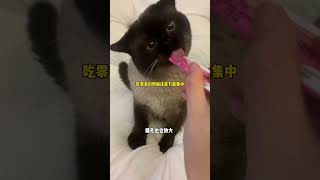 有人说我给猫咪用散瞳水？创作灵感 萌宠出道计划 记录猫咪日常 猫咪 动物的迷惑行为