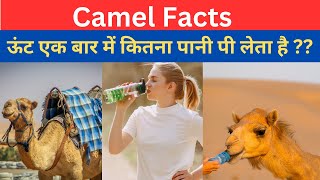 Camel Animal Bactrian and Dromedary Camel Fact ऊंट एक बार में कितना पानी पी लेता है ??