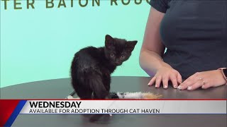 Whisker Wednesday - Meet Wednesday, an Adorable Kitten Available for Adoption