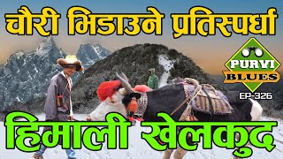 हिमालमा चौरी भिडाउने खेलकुद । Amazing Competition in Mountains || Kanchanjunga Taplejung New Route