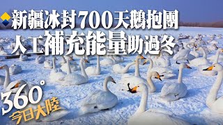 零下33度!新疆瑪納斯湖溼地\