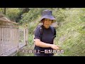 雲林草嶺第一美景『蓬萊瀑布』