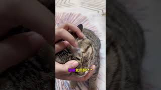 养猫分清主次，穷养也能养好猫人人都是爱宠分享官 养猫经验分享 萌宠养成计划 你家猫猫也会这样吗 萌宠好物