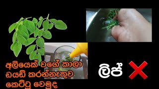 මහන්සි වෙන්නැතුව කෙට්ටු වෙමුද? කම්මැලි අයට ඉතාම විශේෂ වීඩියෝ එකකි#diettips #helthydrink#krfamily