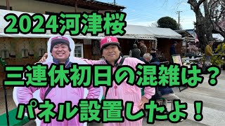 【2024河津桜まつり】2.10 三連休初日の混雑具合　河津櫻　ライブカメラ