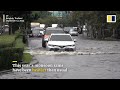 driver finds large crocodile on the road during heavy storm in thailand