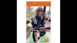 Musical Funny Monkey Videos  Extreme Funny