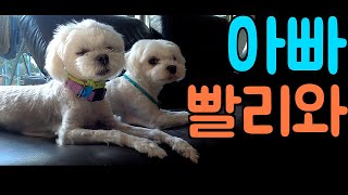 [말티즈] 519탄. 아빠를 기다리는 말티즈들