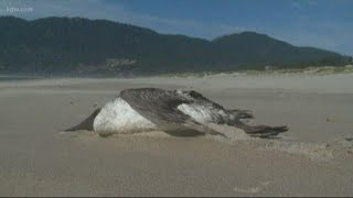 Mass seabird die-off on West Coast tied to ocean ‘blob’