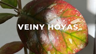 Veiny Hoya Collection | Veiny Hoyas | Hoya Gunung Gading, Hoya Svetlana and More