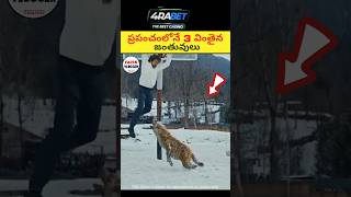 Top 2 weared animals 😱|🔥 intresting facts in telugu|#telugu #telugufacts #facts