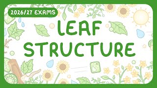 GCSE Biology - Structure of a Leaf | Plant Cell Organisation (2026/27 exams)