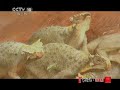 地理中国 消亡的真相 地理中国 20110515