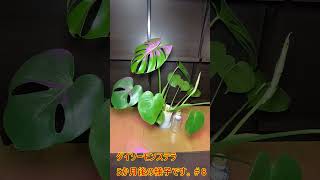 《ダイソーモンステラ＃8》【100均観葉植物の観察日記】6か月後の様子 #観葉植物 #ガーデニング #園芸 #モンステラ #ダイソー #100均　＃short