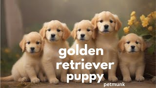 🐾 Choosing a Golden Retriever Puppy: Tips for Selection and Considerations! 🐶✨