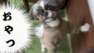 おやつが欲しいのだ　He needs a snack.　【シーズー犬】