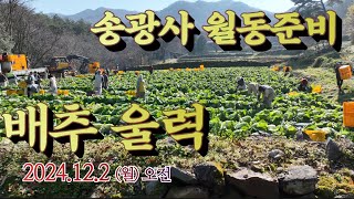 2024 송광사 배추울력 241202 #송광사 #배추 #월동준비 #울력