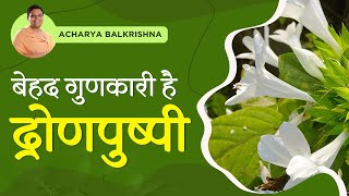 बेहद गुणकारी है द्रोणपुष्पी || Acharya Balkrishna