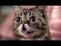 Lil BUB's Big SHOW is BACK - and you can be there!