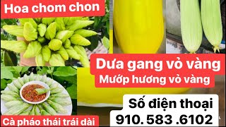 Chia sẻ trên 100 loại hạt giống việt nam của thái giống mới .ship đi xuyên bang chuẩn bị cho mùa hè.