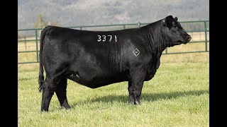 Lot 2 - Montana Donna 3371