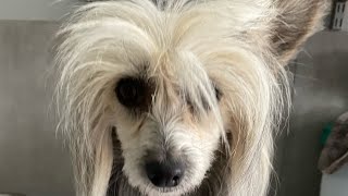 Tiktok so pretty challenge with a cute Chinese crested dog