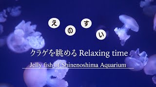 えのすい クラゲに癒やされるRelaxing Time