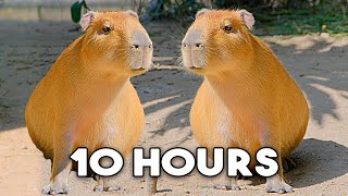 The Capybara Song Official Music Video - 10 HOUR LOOP 🎶🎶