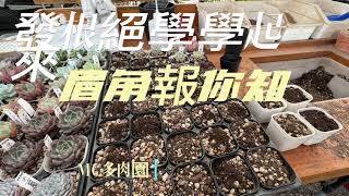 多肉發根絕學老闆眉角報你知 【 MC多肉園 】MC Succulent plant Vlog