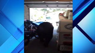 Longwood homeowner chases bear out of garage