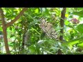 台北市立動物園美麗的鳳蝶採蜜20150801